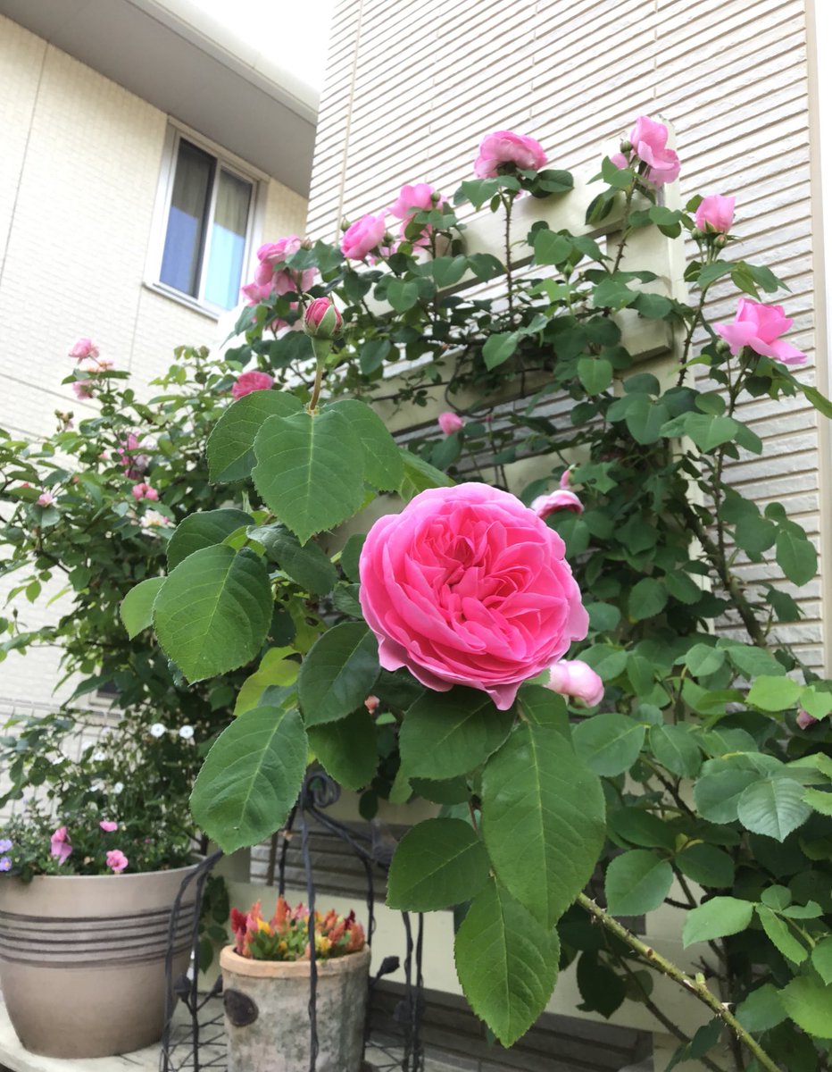 むぎ 朝めいっぱい水やりしても 夕方には土はカラカラ バラも萎れてる まだ5月なんだけど 一日2回水やり必要かな 日照 時間短めのところの方が安心ですね ガートルードジェキル しのぶれど なでしこに埋もれてる アンブリッジローズ グラハム