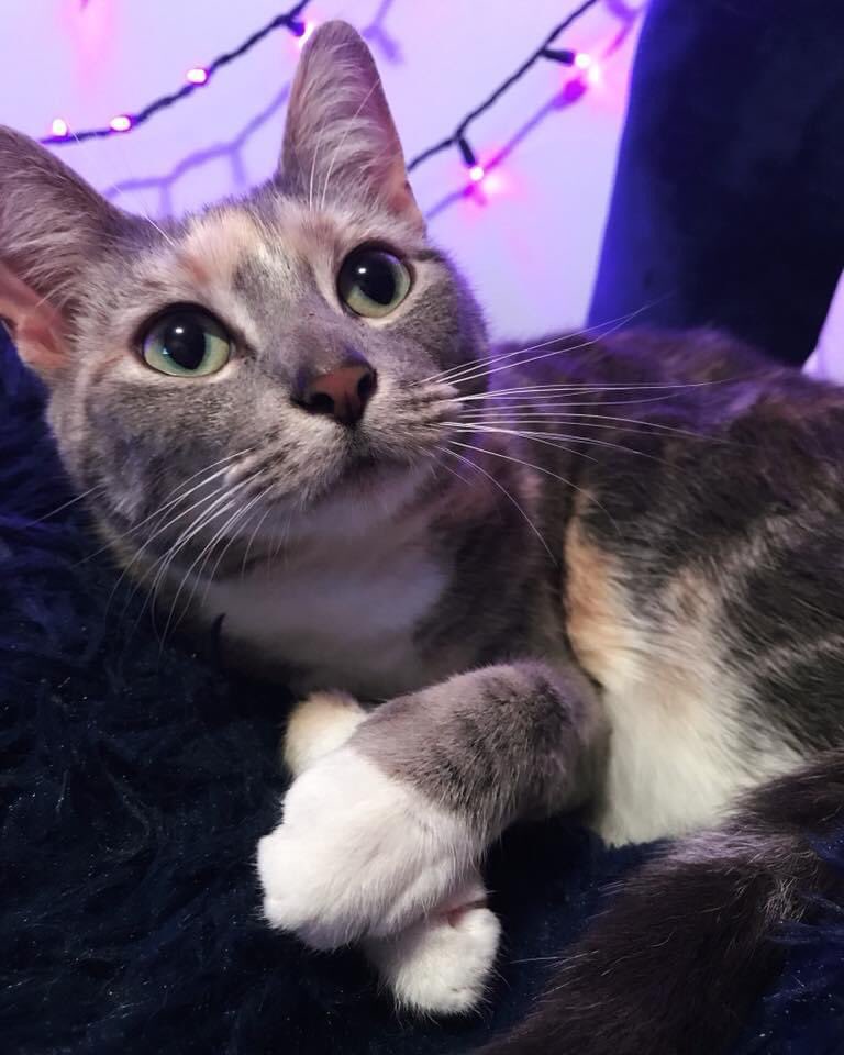 Grumfeil's tweet photo. Odo! She’s a sweet little cat! https://t.co/mXfJ8hhRqP