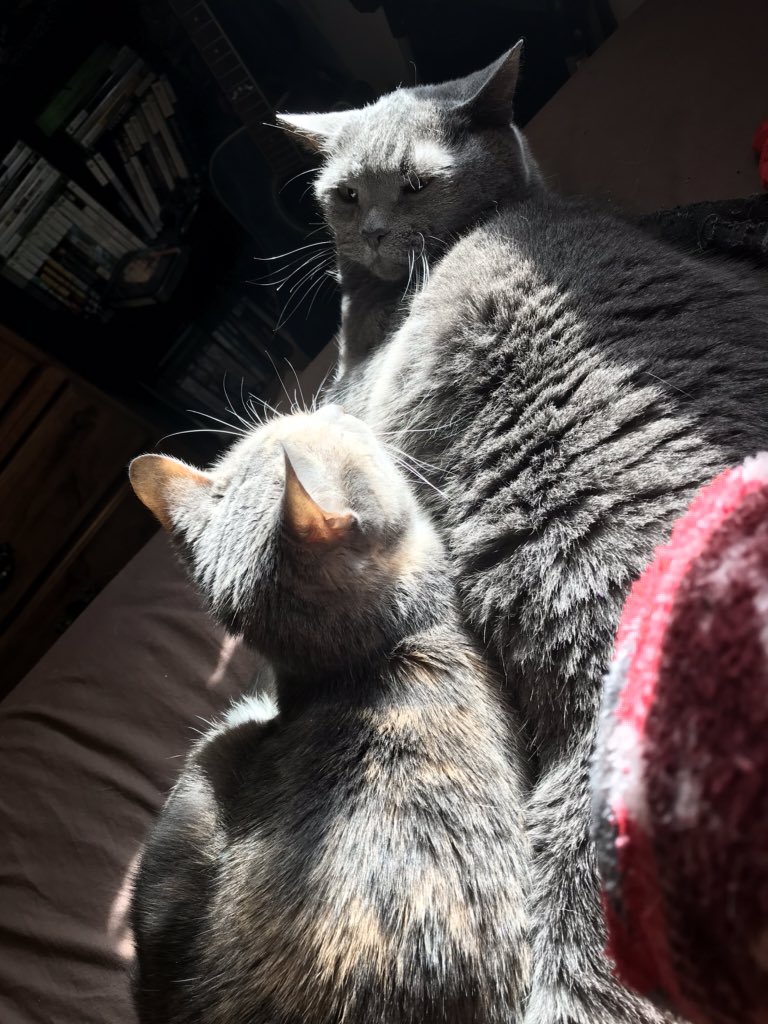 Grumfeil's tweet photo. Odo! She’s a sweet little cat! https://t.co/mXfJ8hhRqP