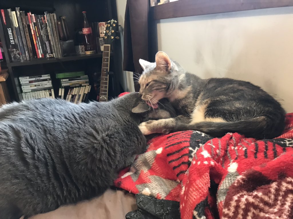 Grumfeil's tweet photo. Odo! She’s a sweet little cat! https://t.co/mXfJ8hhRqP