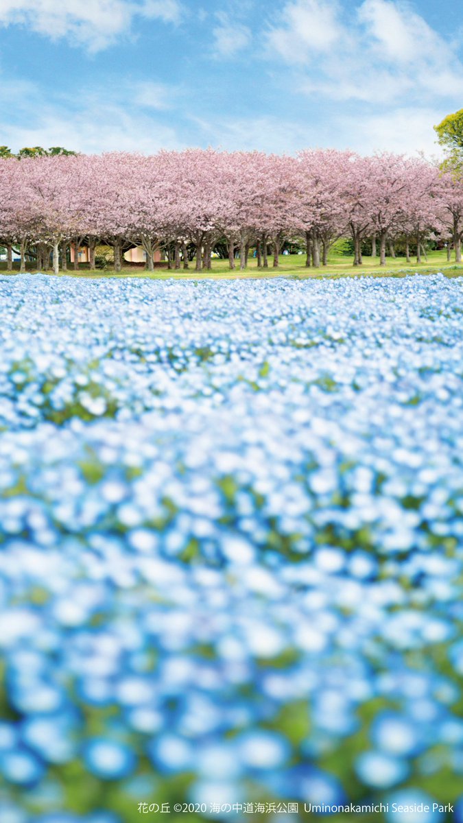 海の中道海浜公園 休園中のうみなか うみなか壁紙ダウンロードにて 画像を追加しました 携帯やパソコンの背景にいかがですか うみなか壁紙ダウンロード T Co Cc6kjbz99b 海の中道海浜公園 休園中の公園 エア公園散歩 T Co