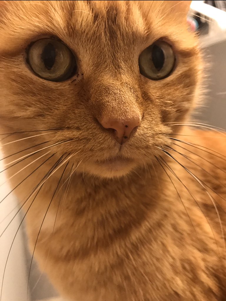 Grumfeil's tweet photo. Simba is my mother’s cat, and she’s always hiding out in her favorite sink. https://t.co/VZ8GUQEpAC