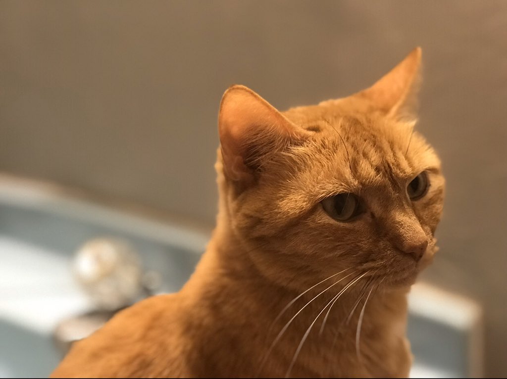 Grumfeil's tweet photo. Simba is my mother’s cat, and she’s always hiding out in her favorite sink. https://t.co/VZ8GUQEpAC