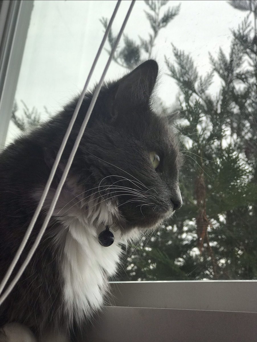 Grumfeil's tweet photo. My sister’s cat, Missy. She’s such a photogenic little girl. All except the third are unedited and took on IPhone 7 Plus. https://t.co/GNfp9dk6Go