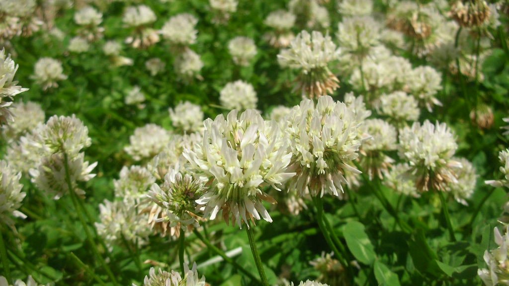 honky_tonk's tweet image. この世へは遊びに来ました

「深刻ごっこ」「シリアスゲーム」はおしまい
長く続けて飽きちゃった
その薄っぺらさも見えてきた

より遊びの本丸に迫ります
最上の贅沢をする意志にもとづき
ascension2011.jugem.jp/?eid=1350
#enlightenment #悟り