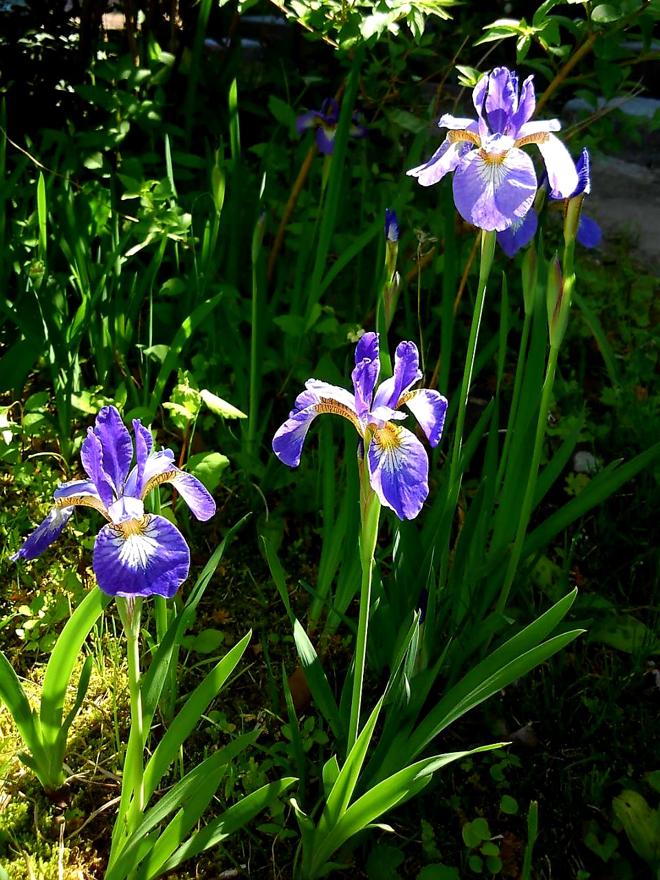 とくながひろし いずれ菖蒲か杜若 声に出して読みたい日本語だなぁ と いずれあやめかかきつばた 庭の菖蒲 今年も立派に咲きました T Co Jtac2c4bh1 Twitter