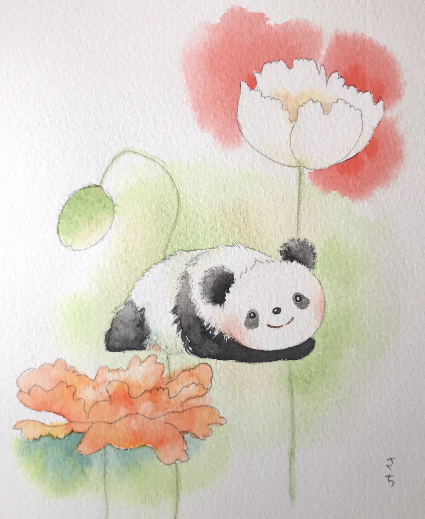 Twitter 上的 咲 パンダさん描きます 春の花と 微睡むゆいひん ポピー 春の花とゆいひん もっと茎を太くしてもよかったな 結浜 Yuihin Giantpanda Panda 大熊猫 Panda パンダ 動物画 水彩画 イラスト Watercolor T Co