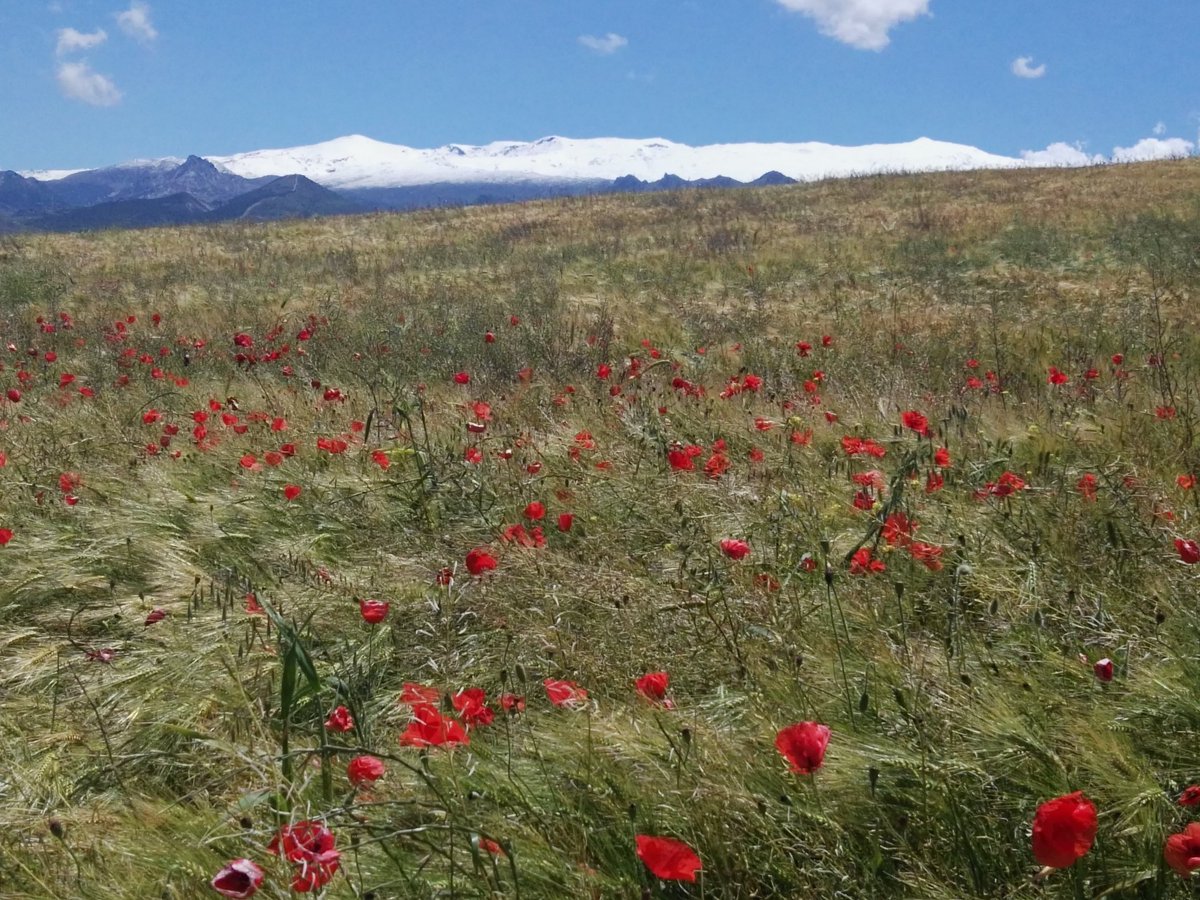 Impresionante Nevada el 12 de Mayo.<a href="/TValleLecrin/">TurismoValledeLecrin</a> #welovegranada #welovevalladelecrin <a href="/turismoactivo/">Aventura Alto Tajo</a> <a href="/valledelecrin/">At Home in Andalusia</a>