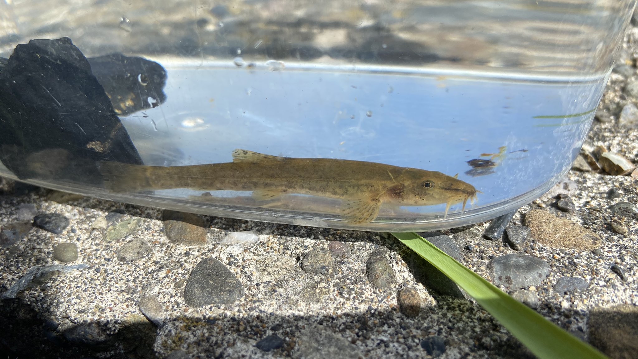 تويتر わっかないミィ助 على تويتر 裏を流れる小川にドジョウがいた 何ドジョウだろう 他にも何種類か小魚がいたな こんな住宅街を流れる川にもたくさんの魚がいるんだな だからサギやカモが来ているのか T Co 0lmdonnhig