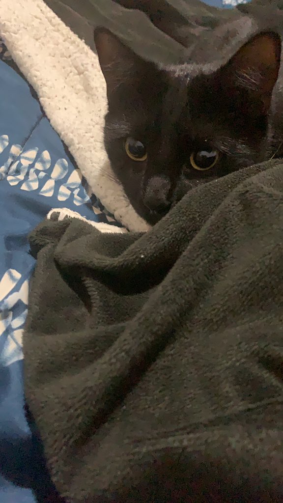 Las nochez stan frías 🥶🥶🥶🥶 <a href="/gatitos_qctd/">✨ Gatitos que curan tu depresión ✨</a>