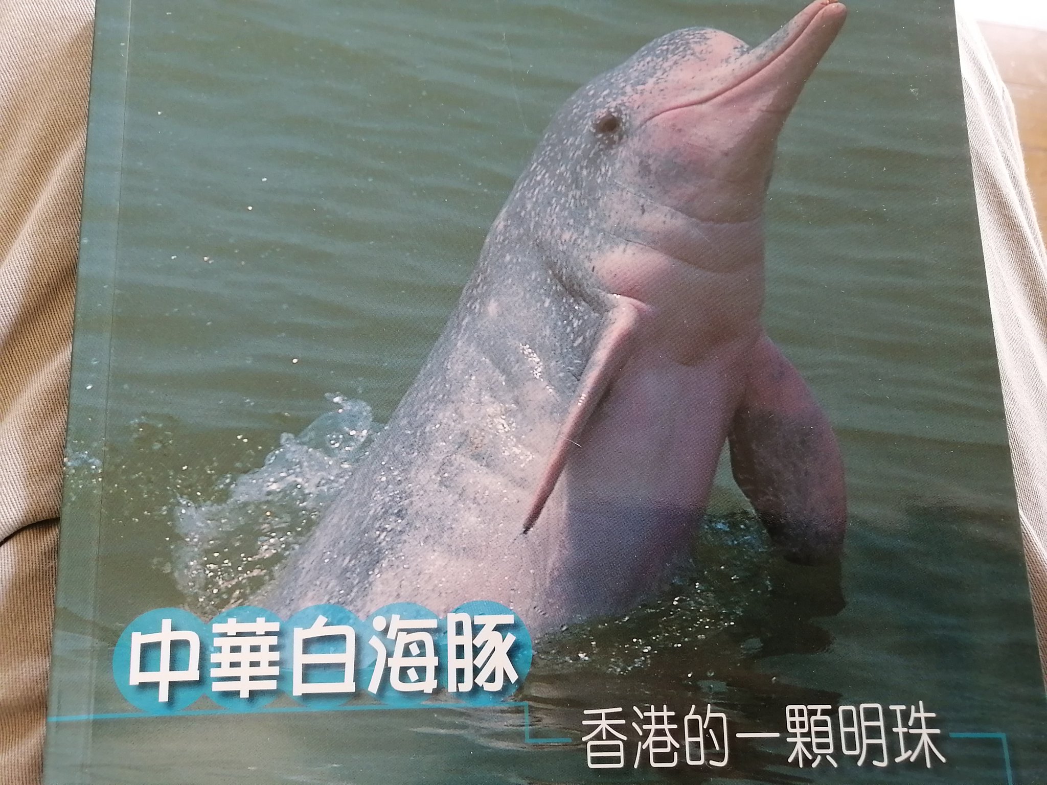 みかんの花 またピンクイルカちゃんに会いたいなぁ 香港行きたいなぁと思っていたら写真集が出てきた 今はこれで我慢 ピンクイルカ ピンクドルフィン 香港 Hongkong 人が少なくなりタイ近郊でも姿を見せたとか見せないとか T Co