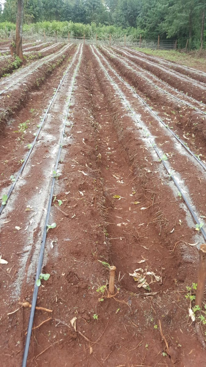 danielmunyoki's tweet photo. Acidic soils need abit of lime.
#smartSoilcaresLtd https://t.co/kfg7ATJi4T