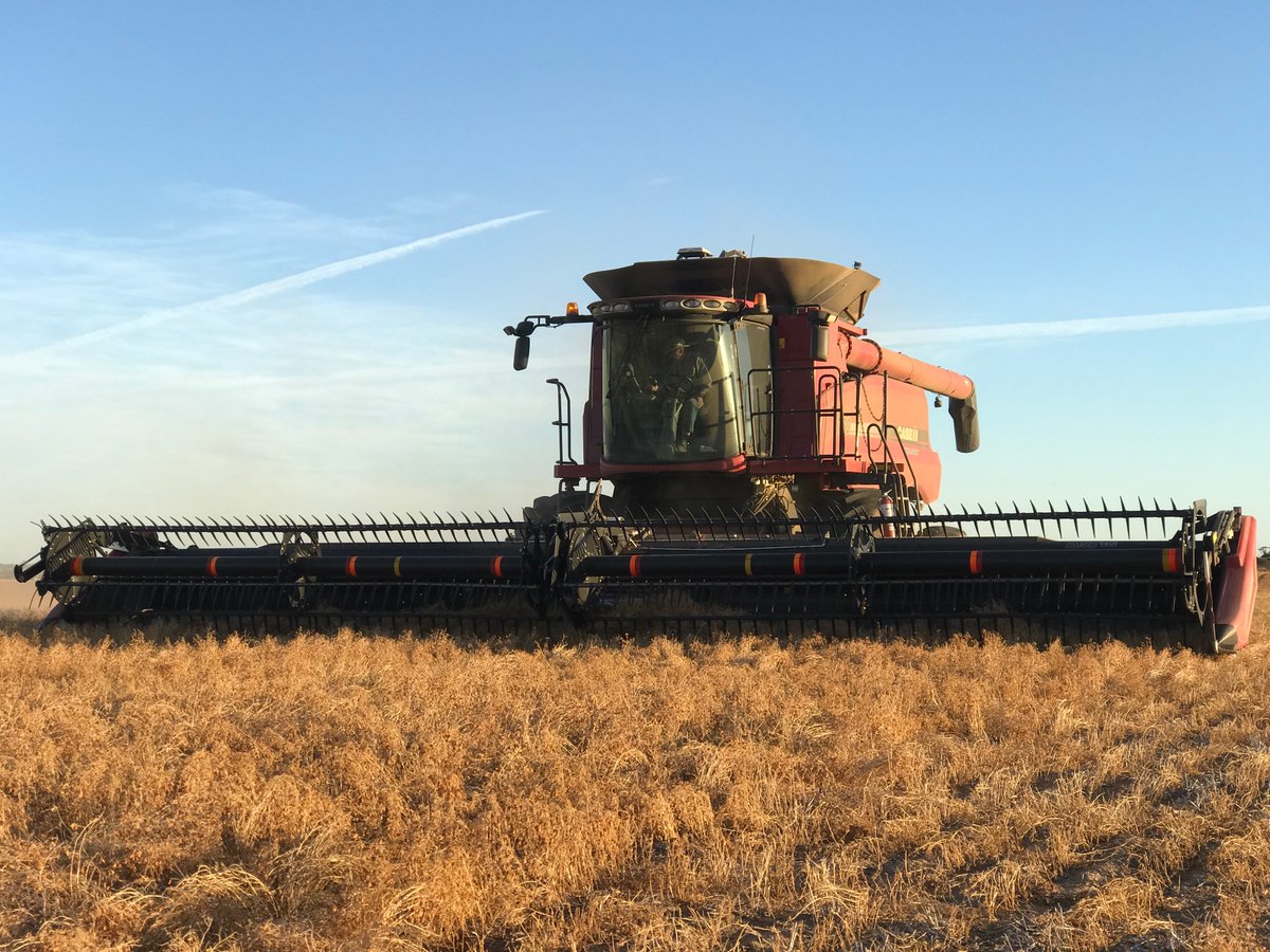 Ready to meet our next F2F Innovative farmer? Phillipa Lawson sows, grows &amp; mills her own red lentils into high protein, gluten free flour.  Perfect for lunchbox snacks or  pasta bake! More info soon! Follow @Pip_Lawson &amp; @thepinnaroofarmer on insta.