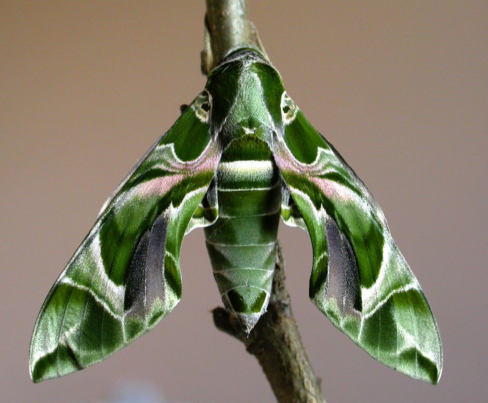 Sasha James:Oleander Hawk-MothDaphnis neriiThis is a large hawk-moth that feeds mainly on oleander leaves. The caterpillars have eyespots and the adults are really pretty :)
