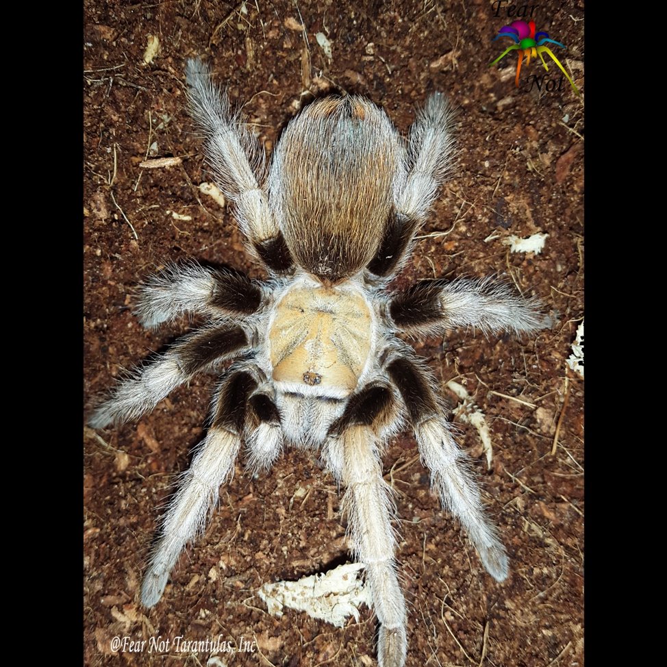 Martin Blackwood:Arizona Blonde TarantulaAphonopelma chalcodesThis tarantula is found in Arizona and parts of Mexico. It has a light carapace that contrasts with its dark legs and abdomen.