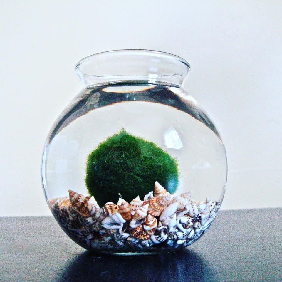 японская водоросль маримо. японский мох маримо. мох маримо у чимин. мох маримо. кладофора маримо.