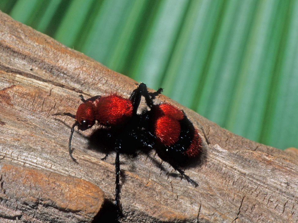 Tim:Red Velvet AntDasymutilla occidentalisIt’s not actually an ant! The females are wingless, but it is a type of parasitoid wasp. The red velvet ant’s sting is extremely painful, earning it the nickname “cow killer.”