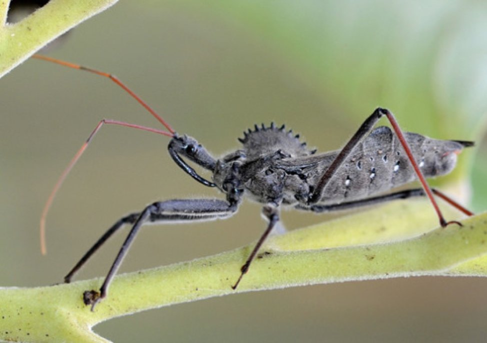 Melanie:Wheel BugAriuls cristatusIt’s a type of assassin bug! Its bites are very painful (it uses its proboscis to put venom in you) and looks like it has a wheel on its back.