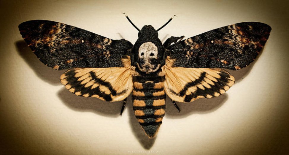 Georgie:African Death’s Head HawkmothAcherontia atroposThis large moth has a pattern on its head that resembles a skull. It has been used as a motif in The Silence of the Lambs and Dracula (1958).