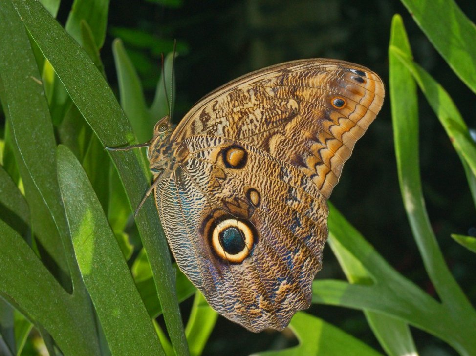 Gertrude:Illioneus Giant OwlCaligo illioneusThis butterfly can reach up to 6 inches in wingspan, and its huge eyespots mimic an owl. The dorsal sides of the wings can be bright blue.
