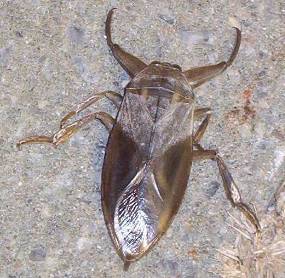 Peter:Giant Water BugLethocerus deyrolleiGiant water bugs are the largest true bugs. They live in the water and have a painful bite.