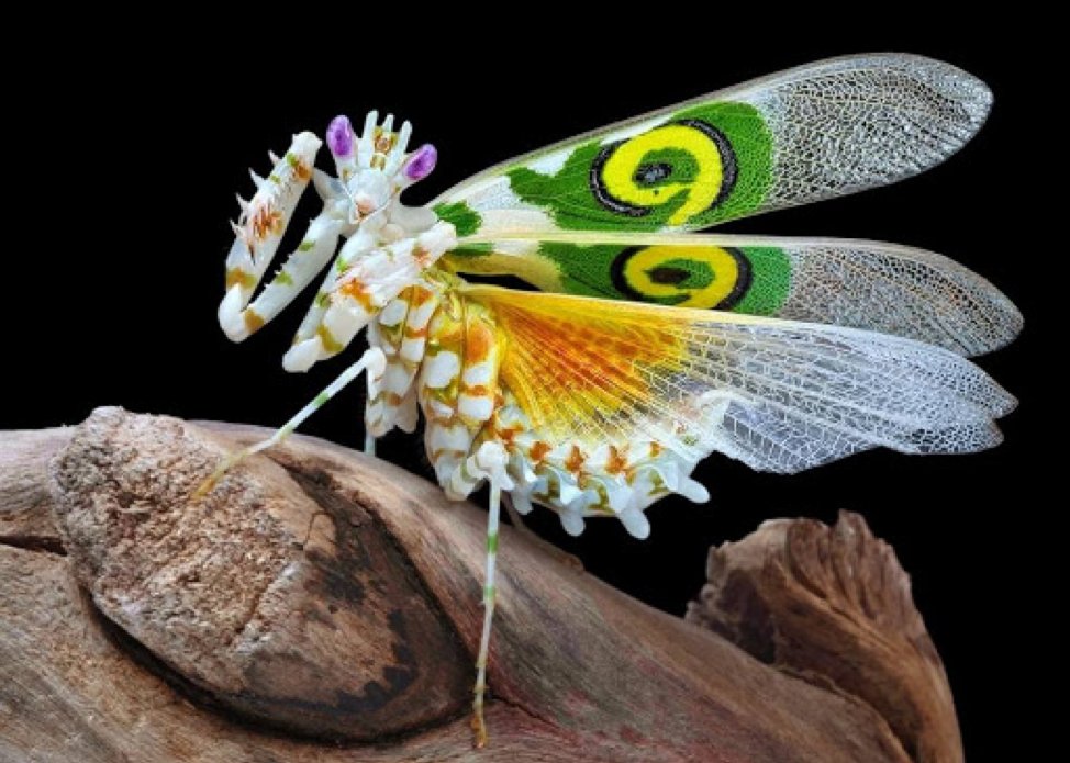 Michael:Spiny Flower MantisPseudocreobotra wahlbergiiThis type of mantis has eyespots on its wings that look like spirals! It uses these and its brightly colored defensive stance to scare away would-be predators.