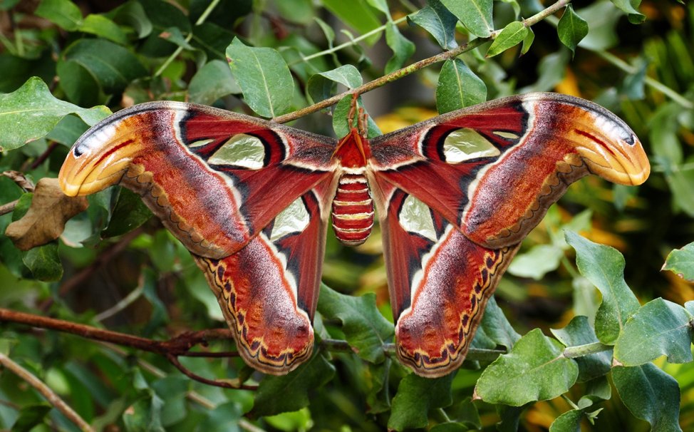 Mike Crew:Atlas MothAttacus atlasThe atlas moth is the largest butterfly or moth. Its wingspan can ready up to 9.4 inches across.