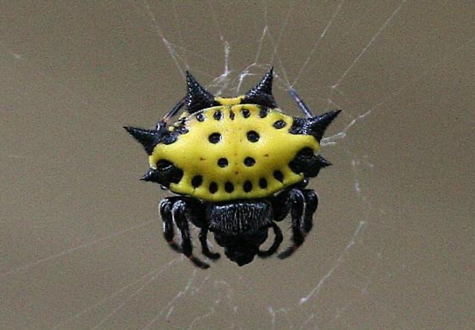 Annabelle:Spiny-backed Orbweaver SpiderGasteracantha cancriformisThis spider is recognizable from its spikey abdomen.