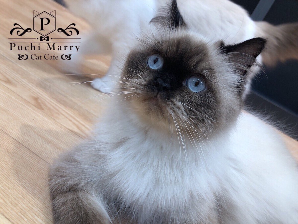 猫カフェぷちまりー Puchi Marry Twitterissa ブルーの瞳がとっても綺麗なこたつちゃん 何にびっくりしているのかな ぷちまりー函館店現在休業中 Puchimarry ぷちまりー Catcafe 猫カフェ Cat ねこ ネコ かわいい Instacat 函館 ドンキ函館