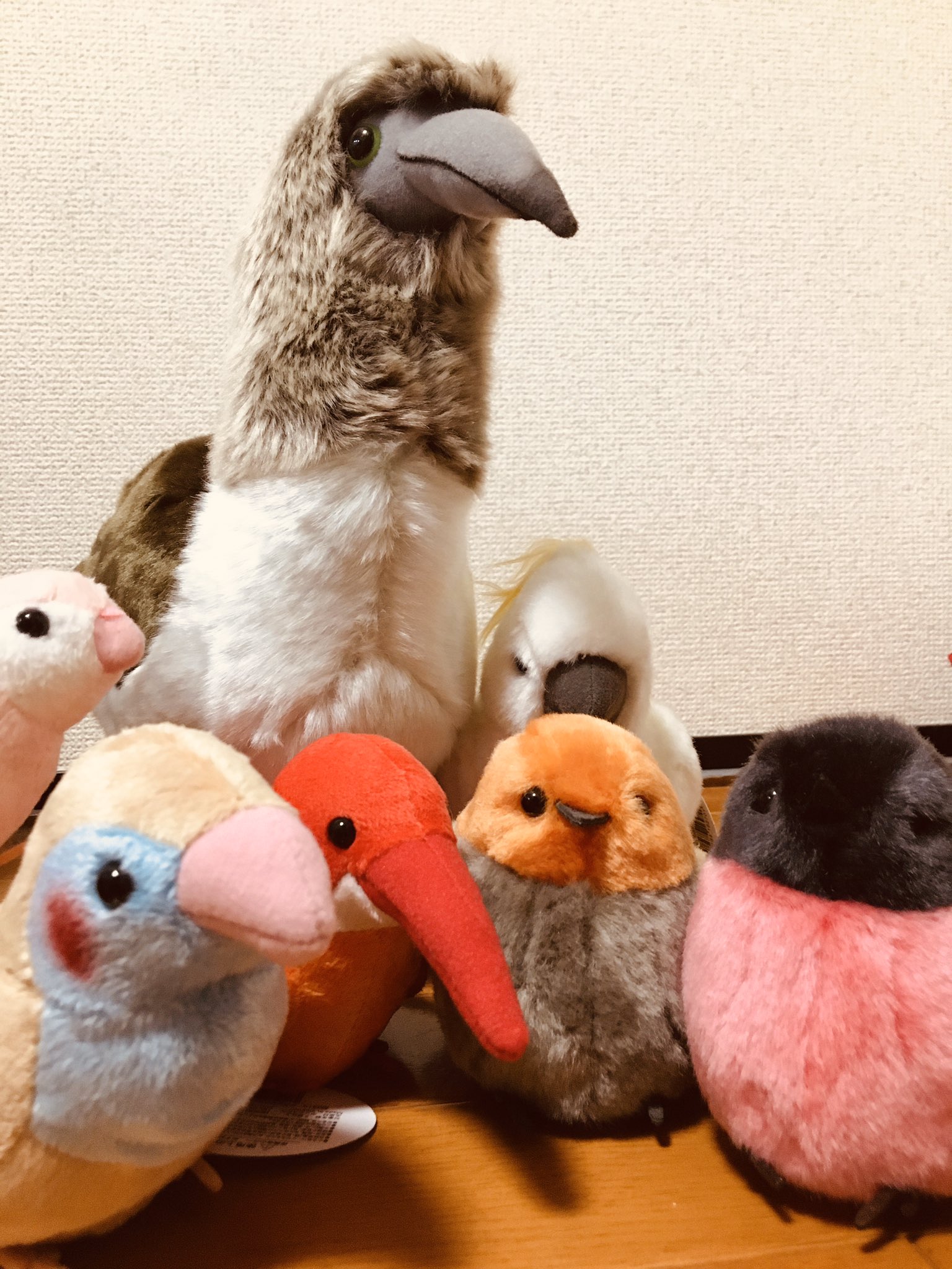 太洋産業貿易 アッコです 今日は鳥の新しい仲間たちと ご紹介 アオアシカツオドリ オウム アカショウビン セイキチョウ コマドリ ピンクロビン アカショウビンは日本では夏鳥として渡来する鳥です 夏を待ち遠しそうにしてます 鳥