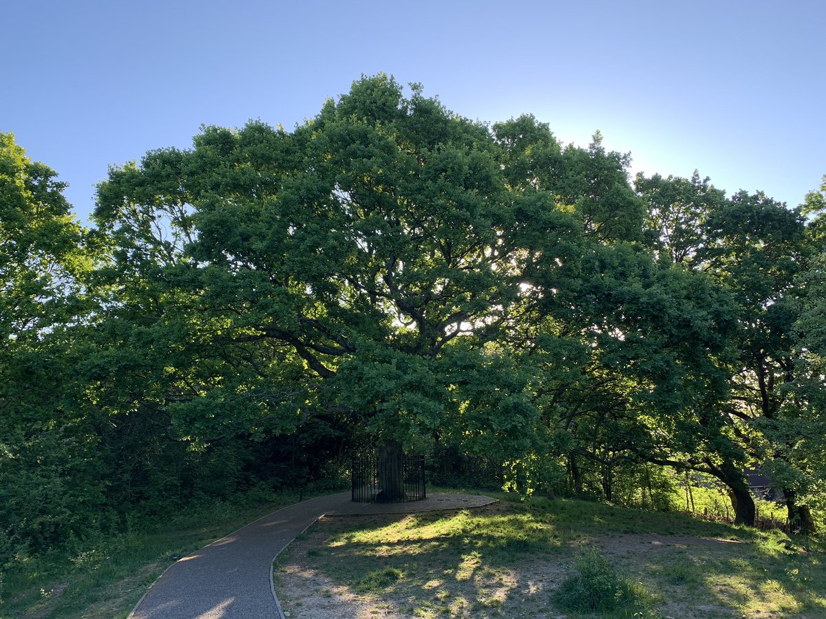 The ‘Oak of Honour’, planted in 1905 after an earlier oak on the spot had been struck by lightning. This oak in turn had been planted where an earlier oak, in May 1602, had sheltered a picnicking Elizabeth I. The  #Peck rises just below it.