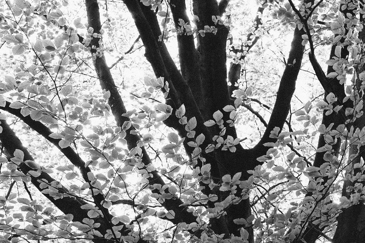 BercoHoegen's tweet photo. Beuk - Beech (Fagus sylvatica) #crop #blackandwhitephotography #Monochrome #monochrometwitter #graineffect https://t.co/QSEGboetFm