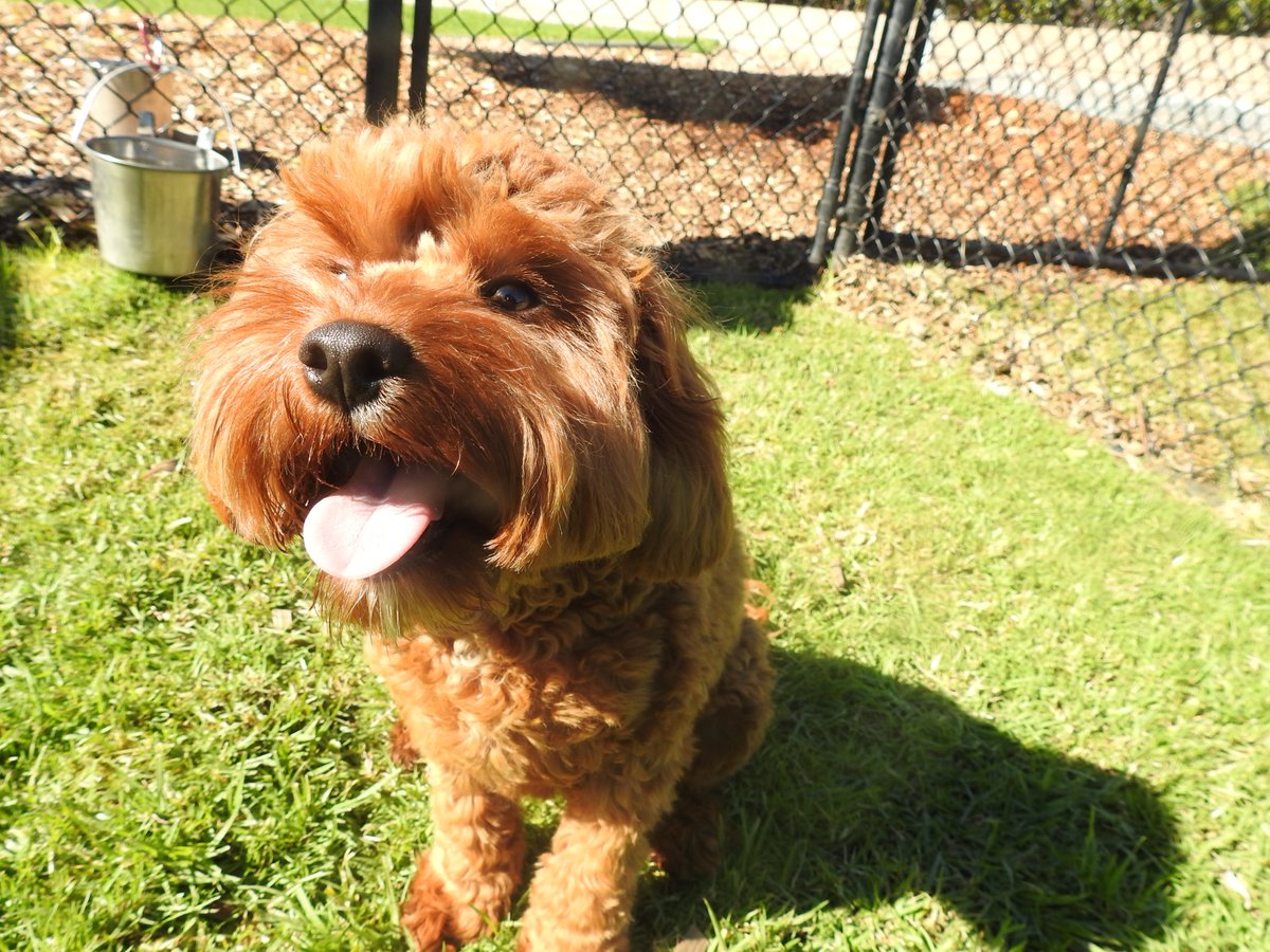 homestead boarding kennels