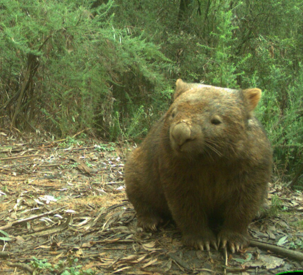 WombatOnPatrol's tweet photo. I've got a dirty, dirty face &amp; there's nothing that any of you can do about it. Now bugger off.  #wildoz https://t.co/WsWHgbeZAF