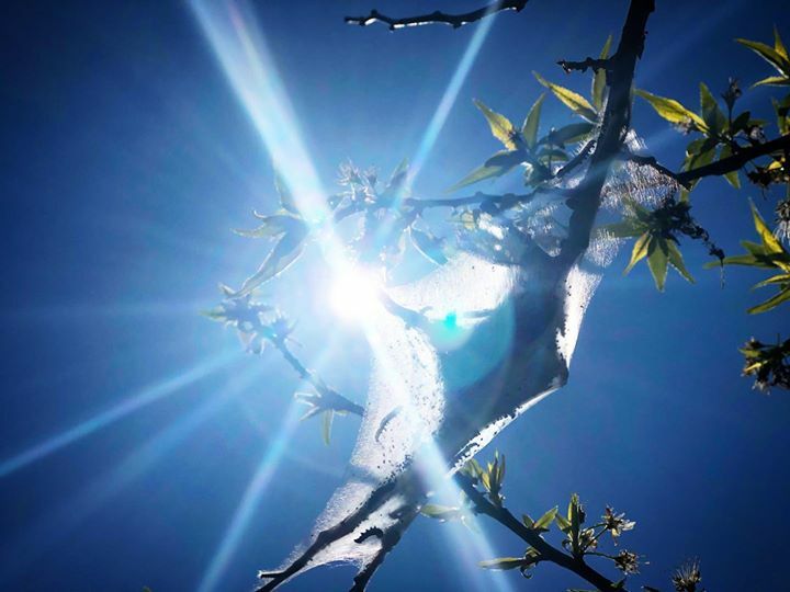 VTCreates's tweet photo. Malacosoma Messiah 

#caterpillar #sun #sole #ra #christ #risen #helios #surya #inti #inri #nature #maybeimamazed #exploremore #travelphotography #hikingdestinations #hikingadventures #hikingtrails #hitthetrail #discover_earth #earthfocus #paganism #silk #healing #soulshine … https://t.co/V9fdk5BbFM
