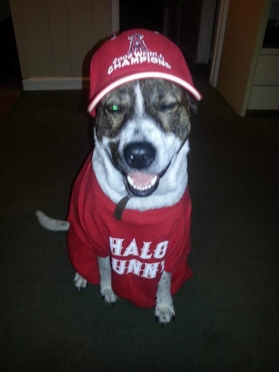 TheZubias's tweet photo. @Angels @NationwidePet My Tia. Always smiling. Always winking. Always a Halo Hunny!
#AngelsPets #AngelsGear https://t.co/idPxapuShU