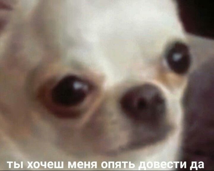 chamomile tweet media