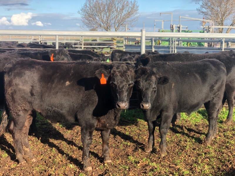 6 lots (916-921) in tomorrow’s <a href="/AuctionsPlus/">AuctionsPlus</a> Weaner &amp; Yearling Sale. If you’re in the market for some F1’s take a look. Well bred Angus mothers by Sumo Wagyu Bulls.