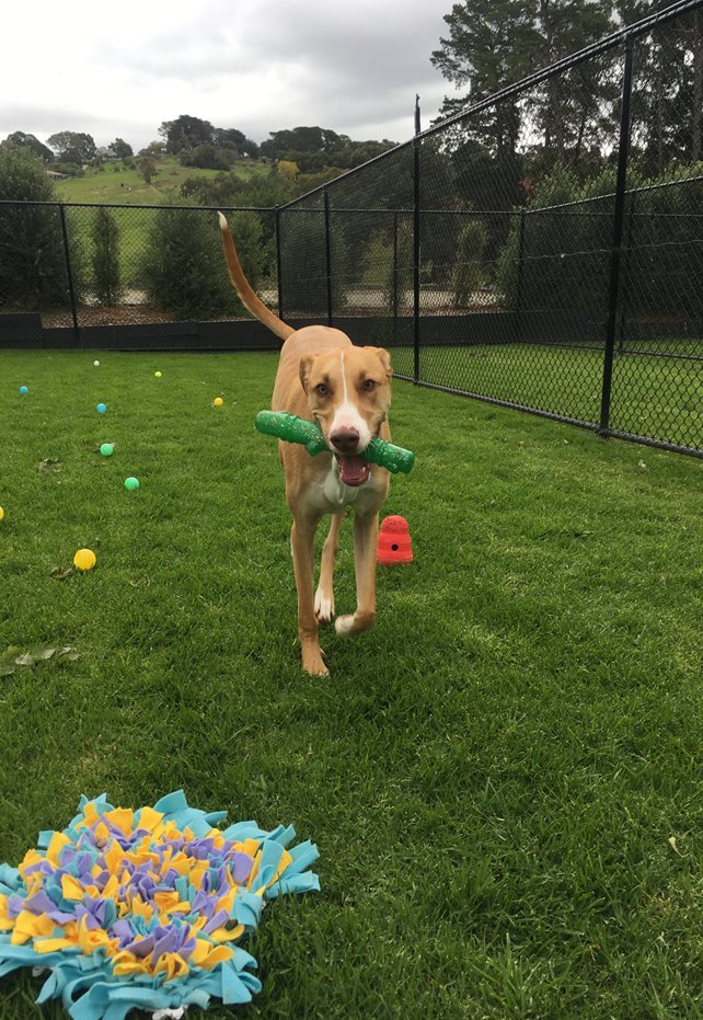 homestead boarding kennels