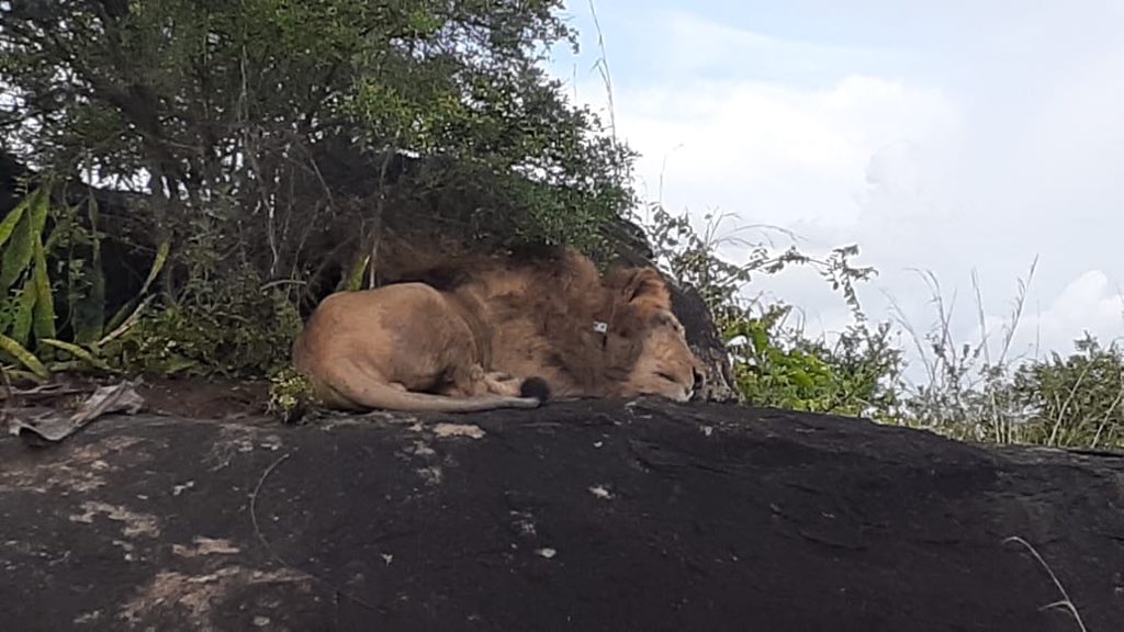 MaoAmis's tweet photo. #ConservationBiology: A friend of mine @Dr_Josephokori Joseph Okori was surveys for #Rhino habitat when #Covid19 struck. 
Looking at these photos, reminds me exactly why I chose to study #ConservationBiology...nature is beautiful❤️!

#nature #wildlife #uganda #tourism #ecology https://t.co/kctcmqckXz