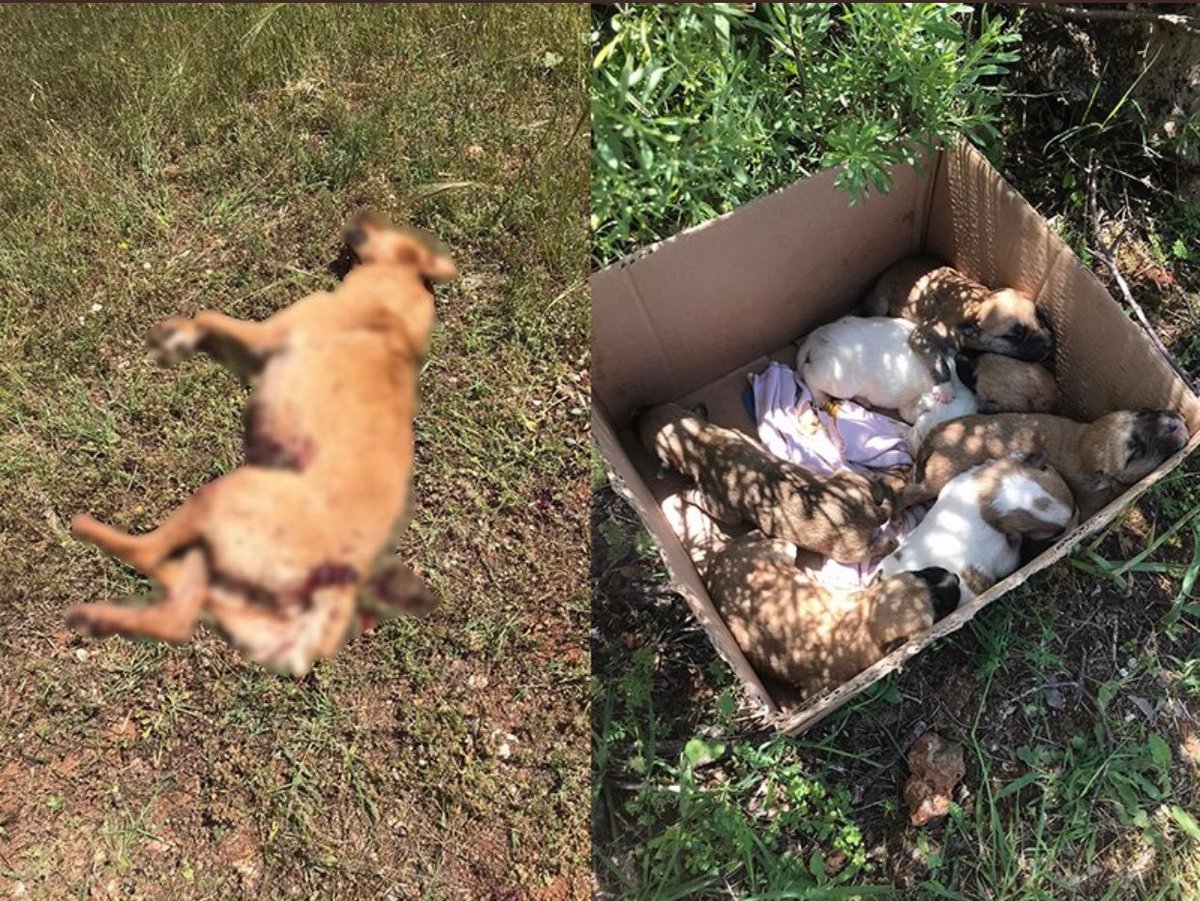 MBulukcu's tweet photo. Antalya'da 7 yavrusu olan köpeği tüfekle vurup öldürmüşler...!

Biliyor musunuz?
Ben bu çağdan nefret ettim
Etimle, kemiğimle nefret ettim. https://t.co/QtF28WADjq