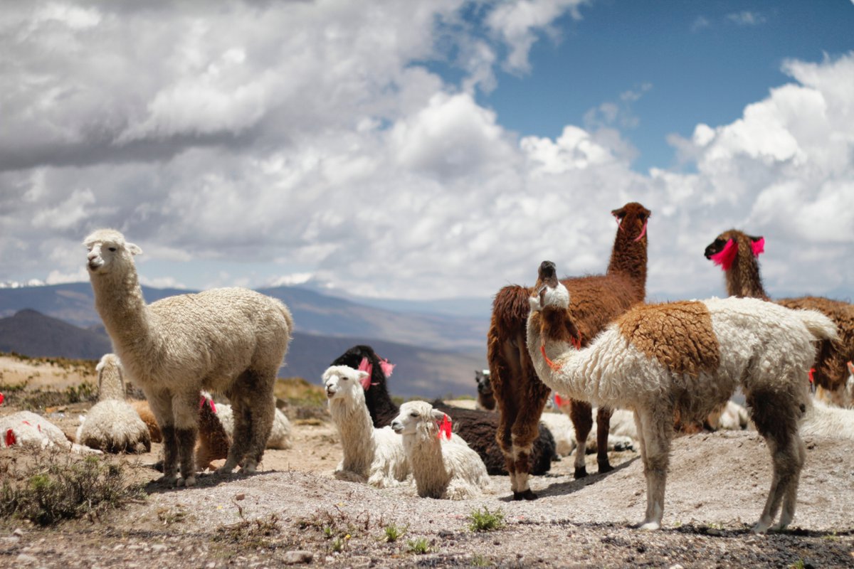 3CatInfo's tweet photo. La llama, l'animal que pot aportar un fàrmac contra la Covid-19
https://t.co/agPLKM2y41 https://t.co/IiBwnF0de5