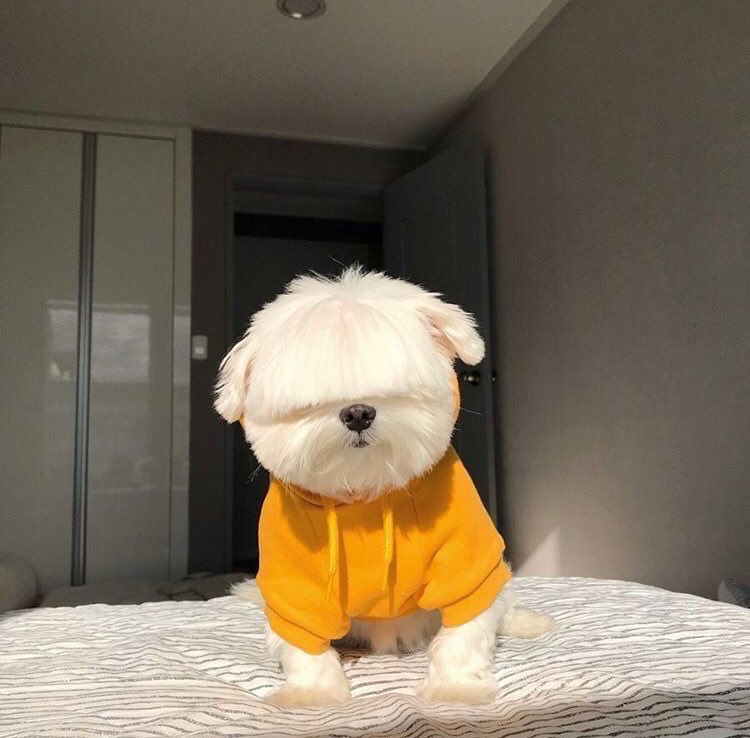 luv2PUPPY's tweet photo. https://t.co/MlbHSDjis4