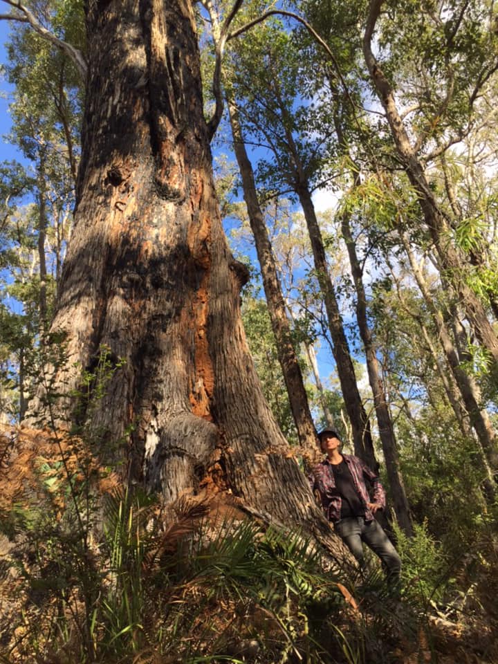 waforests's tweet photo. Meanwhile in #SWAustralia the fight continues to save a pocket of #dalgarup forest recommended to add to the NP by @EPA_WA. Forestry Minister @Davekellymp needs to act to finish the job started by @walabor -old growth native #forestsforlife not for woodchips. https://t.co/qJ4YwCWYKR