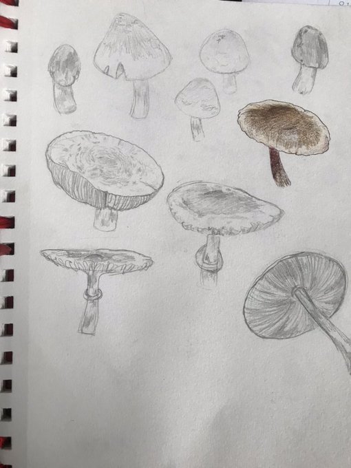 mushroom studies (2018) based on pics i took. was suppose to line and color all of em 