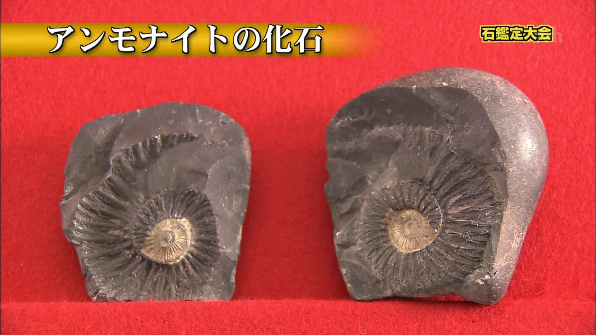 意外な行動でお宝発見！？アンモナイトの化石の発見経緯が面白すぎるwww