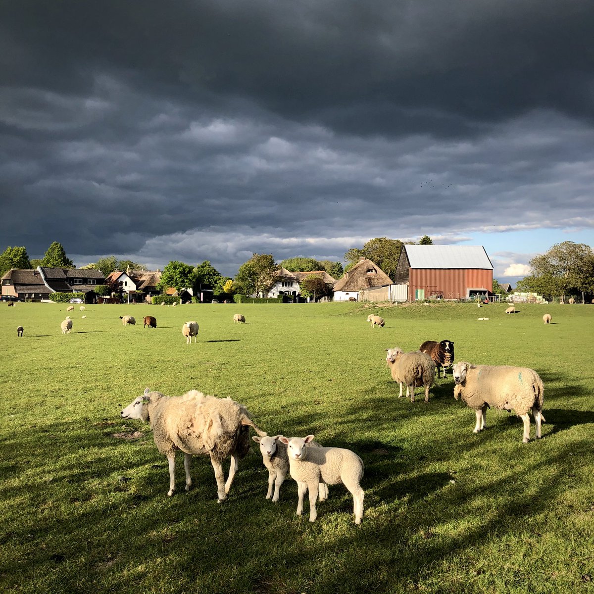 Prachtige donkere wolken boven #Enspijk gisteravond. De schapen lijken zich er niet zo’n zorgen om te maken... #kijkopenspijk