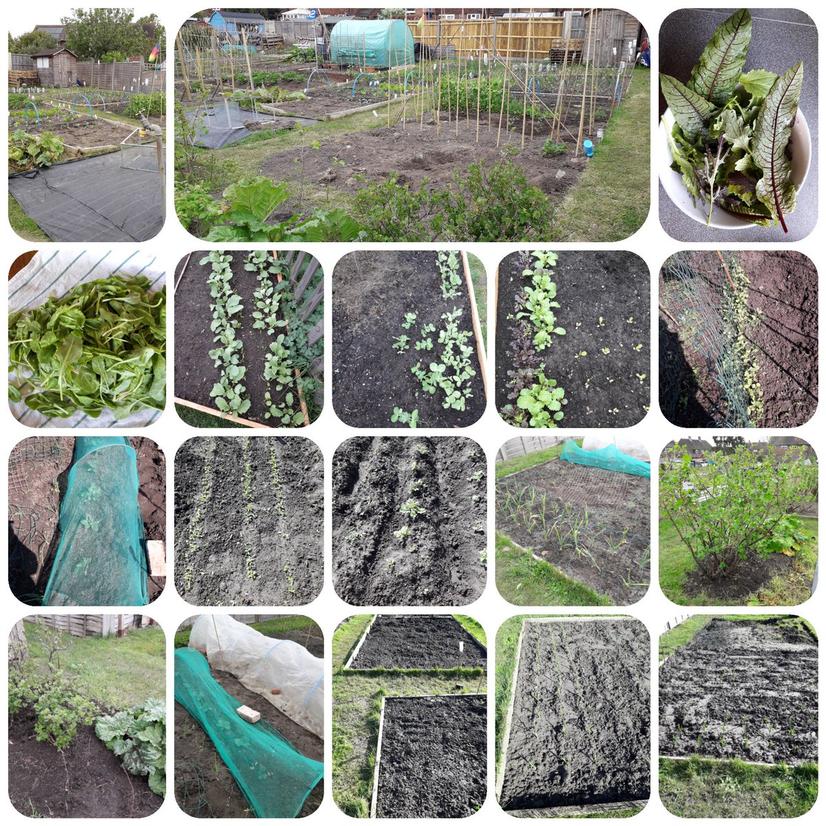 BDBFood's tweet photo. Progress on the allotment. Filling up with potatoes,sweet corn,parsnips,cabbage,broccoli, onions,garlic,Swiss chard, beans,peas,rhubarb, joster,rasp,goose,strawberries,cucumber,spinach,lettuce,courgette,pumpkin,dill,coriander @ExperienceGford #Sustainableliving #Reducingfoodmiles https://t.co/AFhMG2z7pq