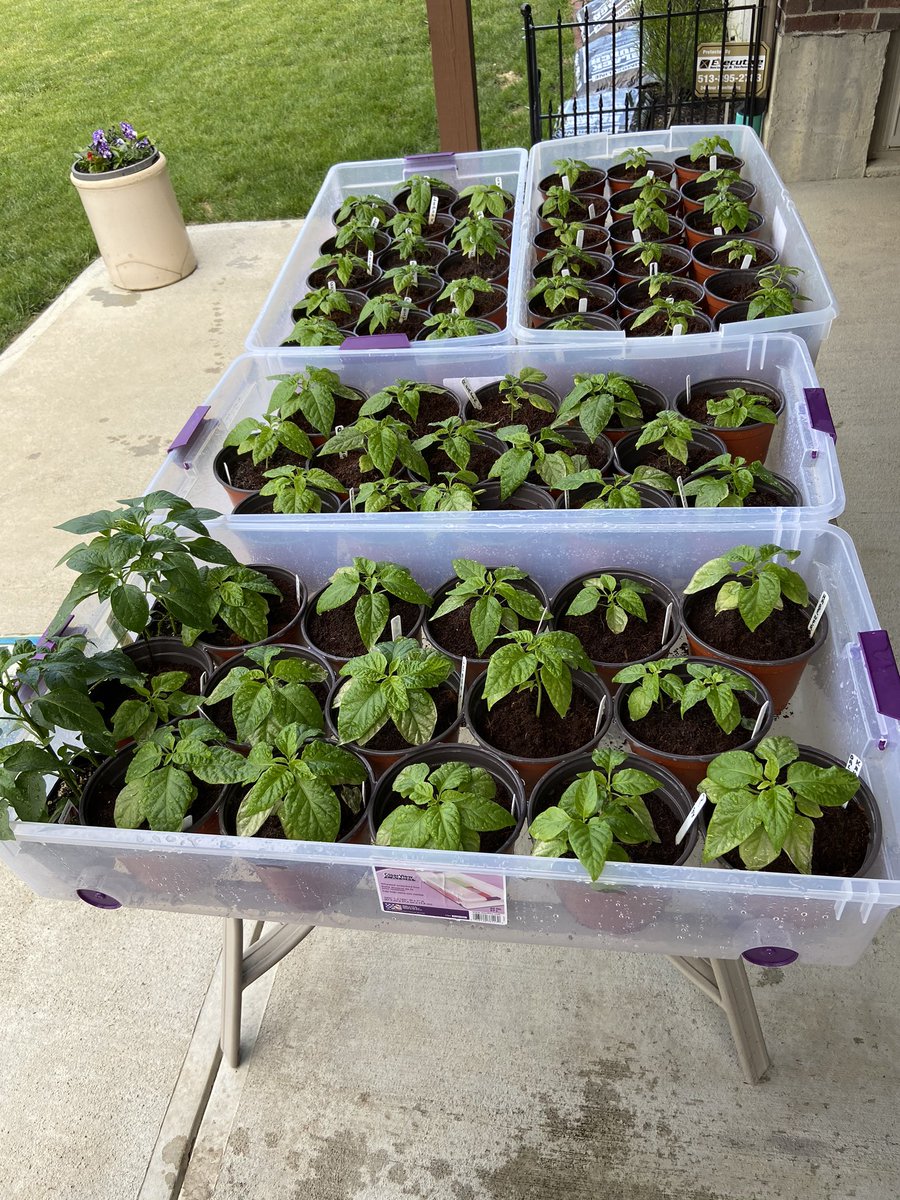 Cookeman1's tweet photo. @Spicylife212 @fxbgHOT I’m with ya. Three more trays under the light. Planting today. Thirty and frost one day and 80 the next. https://t.co/4sa9Y54QIB