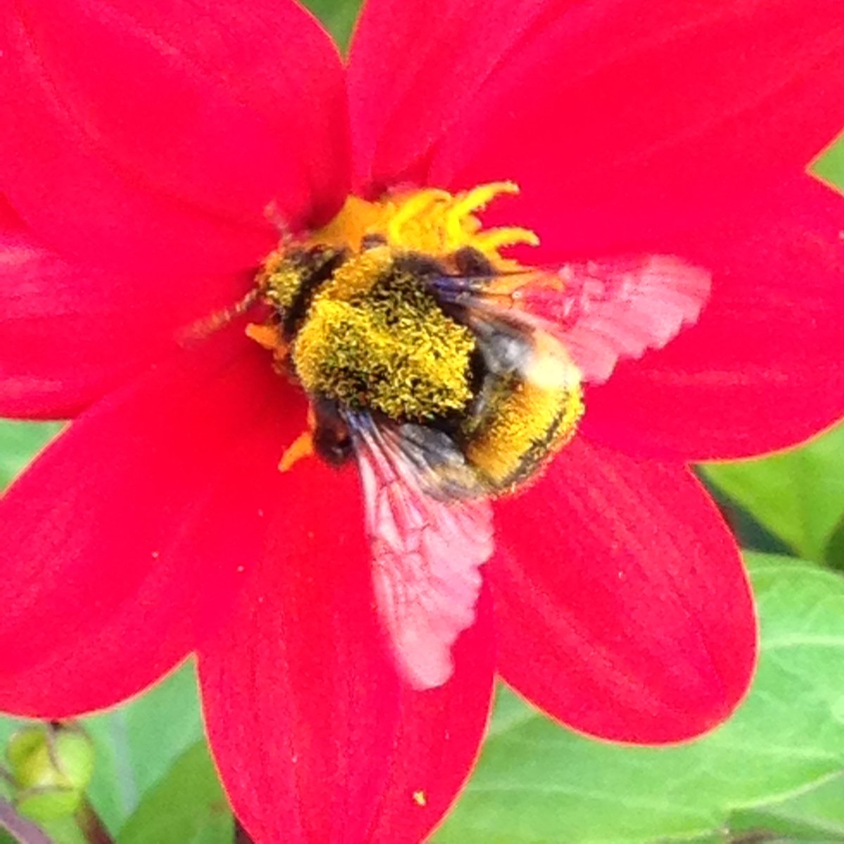 Open Air Labs (OPAL) tweet media